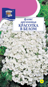 Флокс Красотка в белом купить