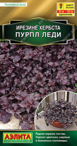 Ирезине Пурпл леди  купить