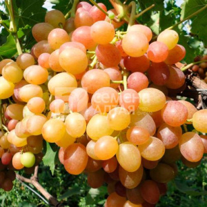 Виноград Хамелеон купить
