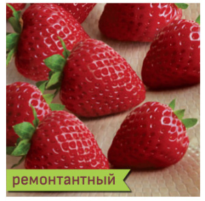 Земляника Аромас ремонтантная купить