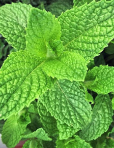 Мята яблочная 1шт С1 купить