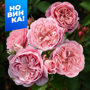 Роза Байландо купить