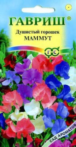 Душистый горошек Маммут купить