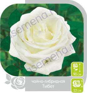 Роза Тибет купить