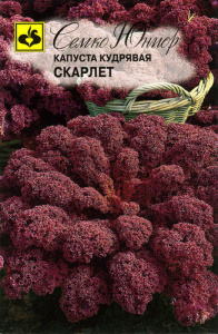 Капуста (листовая) кудрявая Скарлет купить
