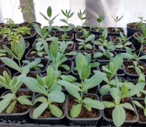 Эустома в ассортименте смесь рассада 1шт купить