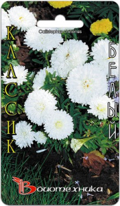 Астра Классик Белый китайская купить