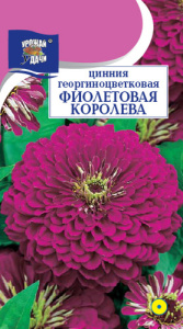 Цинния Фиолетовая королева  купить