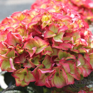 Гортензия Ред Энжел метельчатая ЦК купить