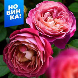 Роза Сантенер Де Лей-Ле