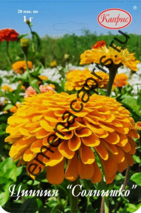 Цинния Солнышко/1шт купить