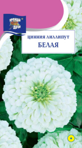 Цинния лиллипут Белая  купить