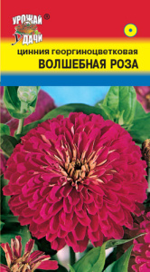 Цинния Волшебная роза  купить