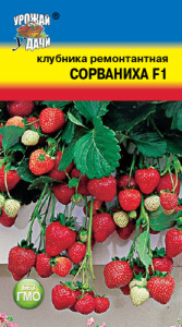 Клубника Сорваниха  купить