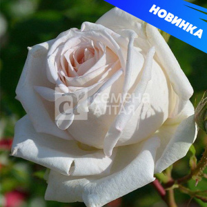 Роза Мадам Анизетт купить