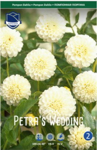 Георгина помпонная Petra's Wedding /1шт  купить