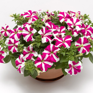 Петуния ампельная Скайбокс Роуз Стар (розов. со звездой) П285/24шт купить