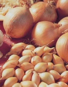 Лук севок Сэншуй Елоу Глоб (Голландия) 1кг купить