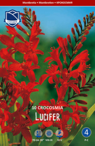 Крокосмия Lucifer /10шт купить