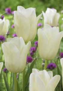 Тюльпан простой поздний "City of Vancouver" (1х10шт) купить