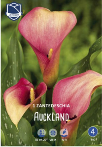 Калла syn.Zantedeschia Auckland /1шт купить