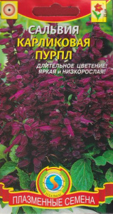 Сальвия карликовая Пурпл  купить