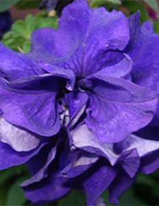 Петуния махровая Дуо Блю (синяя) 1шт П421/35 купить