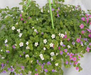 Бакопа (черенок) сиреневая 1шт гш013 купить