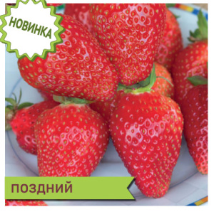 Земляника Теа НФ садовая  купить