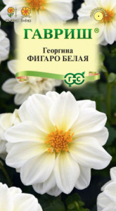 Георгина Фигаро белая   купить