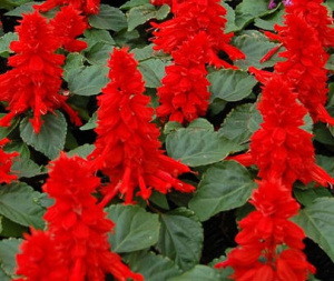 Сальвия низкорослая Редди Скарлет (ярко-алая) 1шт С100/40 купить