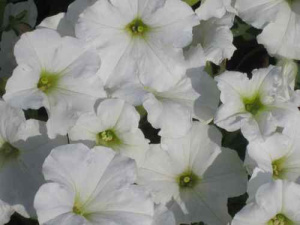 Петуния ампельная Изи Вейв Уайт (белая) П254/24шт купить