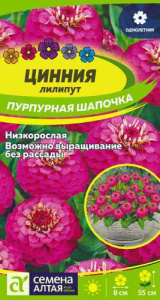 Цинния лилипут Пурпурная шапочка  купить