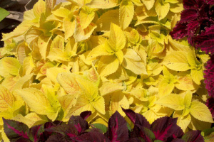 Колеус Блюма Визард Голден (желтый) 1шт К402/54 купить