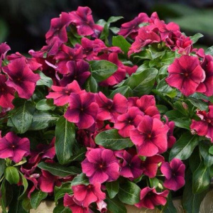 Катарантус Тату Блек Черри (темно-розов. с черн. штрихами) 1шт К720/35 купить