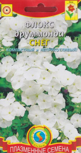 Флокс друммонда Снег  купить