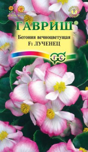 Бегония Лученец  вечноцв купить