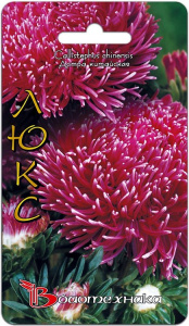 Астра Дракон Люкс  купить