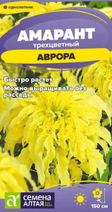 Амарант Аврора трехцветный
