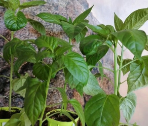 Перец  Рамиро рассада 1шт купить