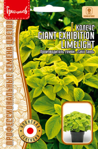 Колеус Гигант Эксибишн Лаймлайт (Giant Exhibition Limelight) купить