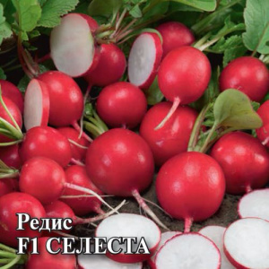 Редис Селеста F1 10г (Голландия) купить