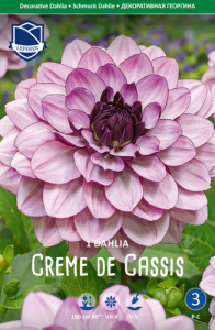 Георгина декоративная Creme de Cassis /1шт купить