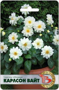 Георгины гибридные Карлсон Вайт  купить