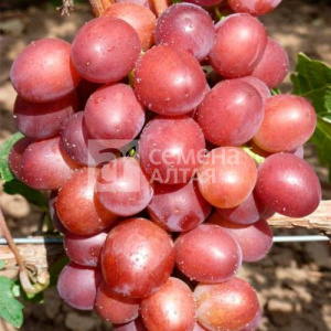 Виноград Пестрый купить