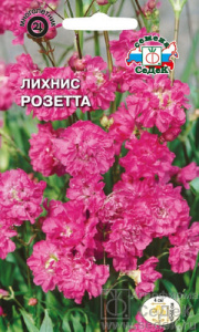Лихнис Розетта сверкающий  купить