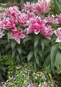 Лилия восточная Roselily Samantha - double - (1х3шт) купить