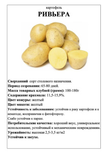 Картофель Ривьера А5 фото купить