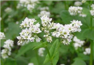 Гречиха 1кг/5кг купить