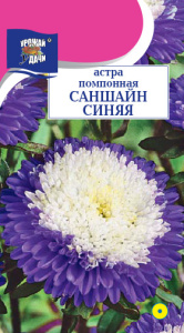 Астра Саншайн синяя, помпонная  купить